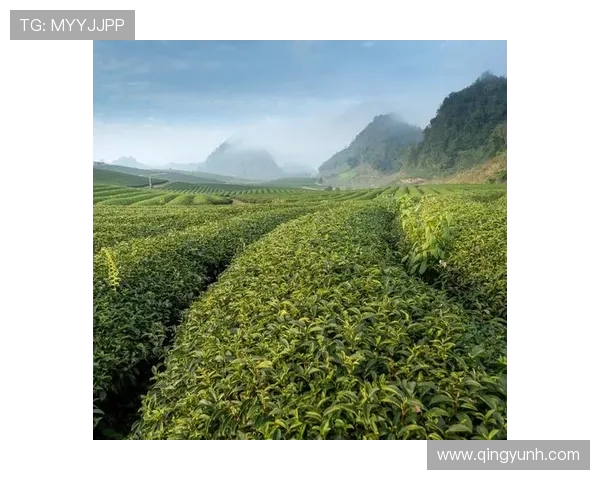 海南与斯里兰卡美景大比拼究竟哪个更胜一筹让我们一探究竟 海南与斯里兰卡美景大比拼究竟哪个更胜一筹让我们一探究竟